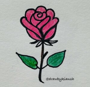 Basic Rose Drawing